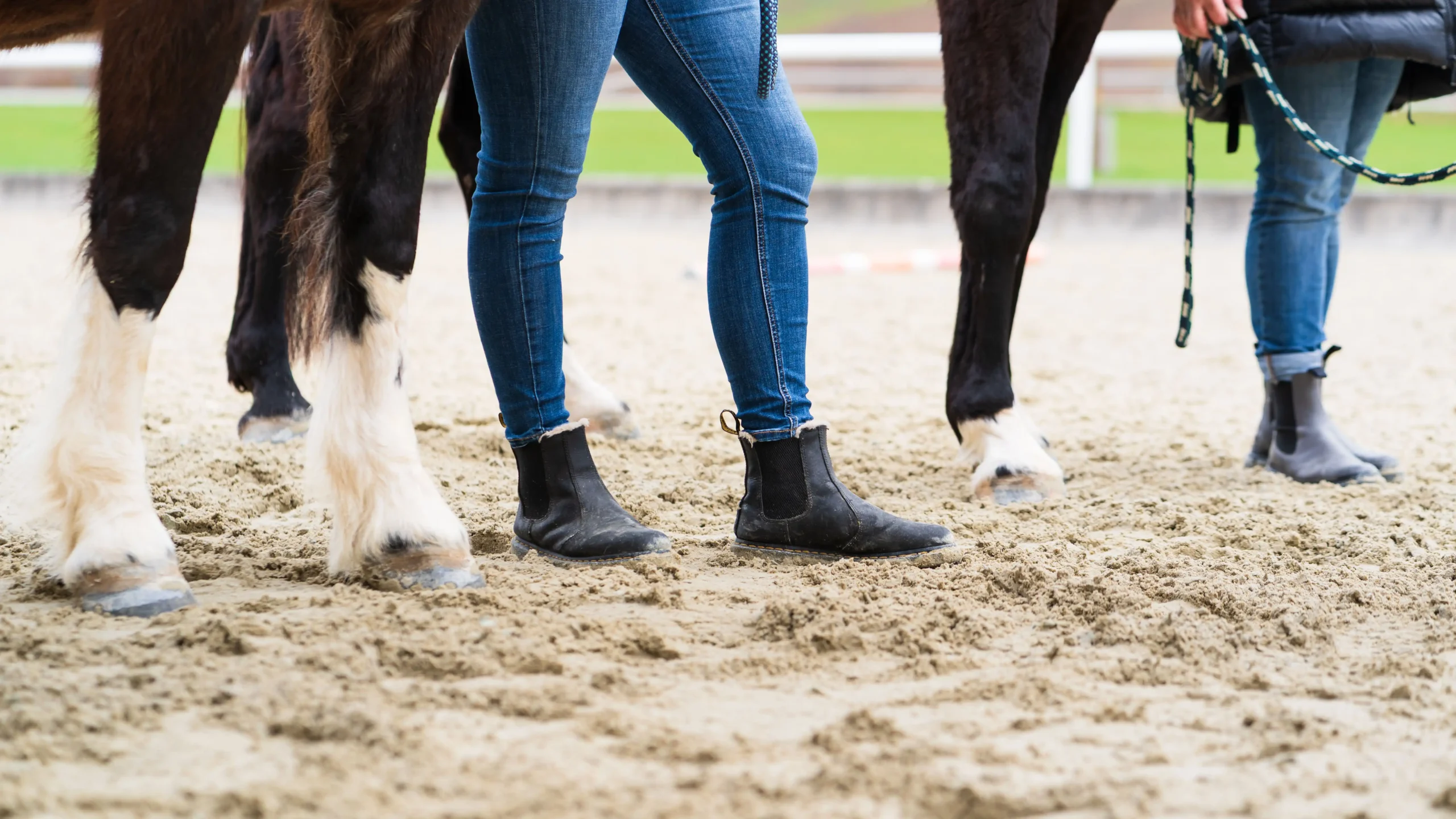 Pferdegestütztes Coaching mit Silvia Scharinger-Schuster