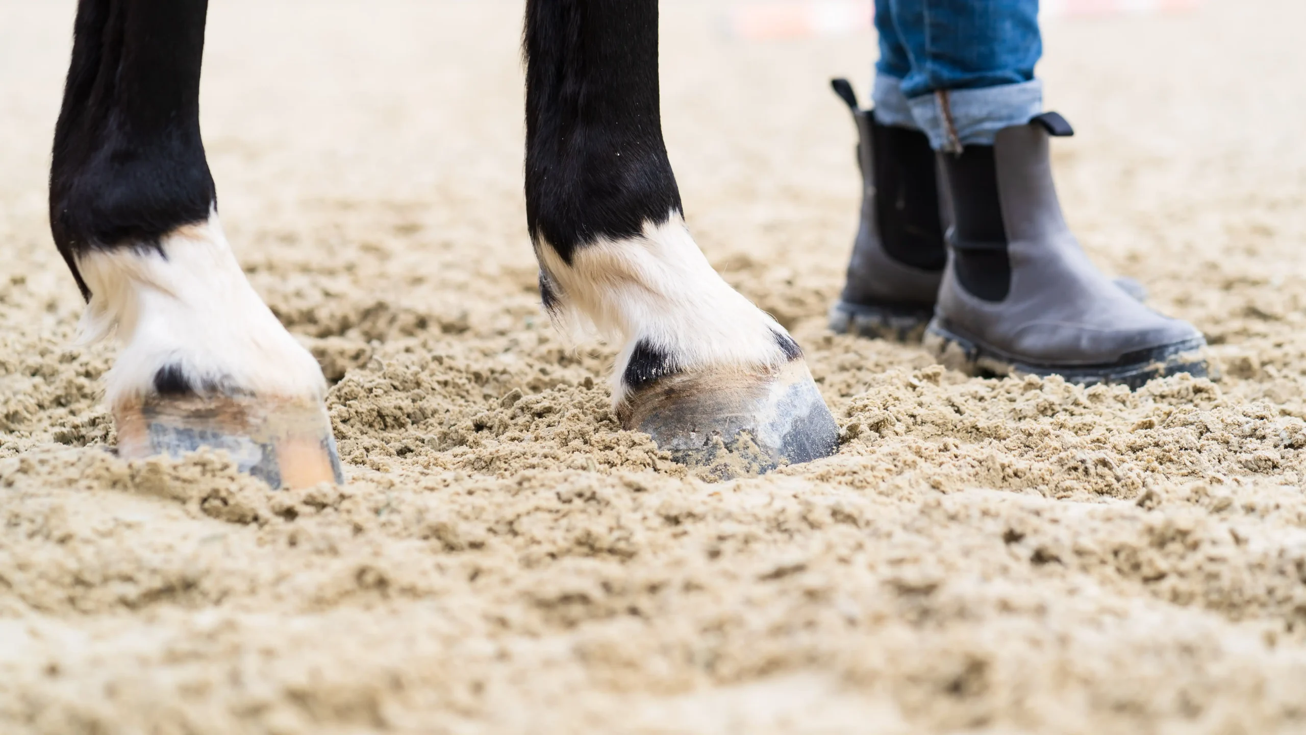 Pferdegestütztes Coaching